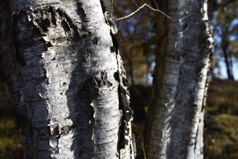 Silver birch bark